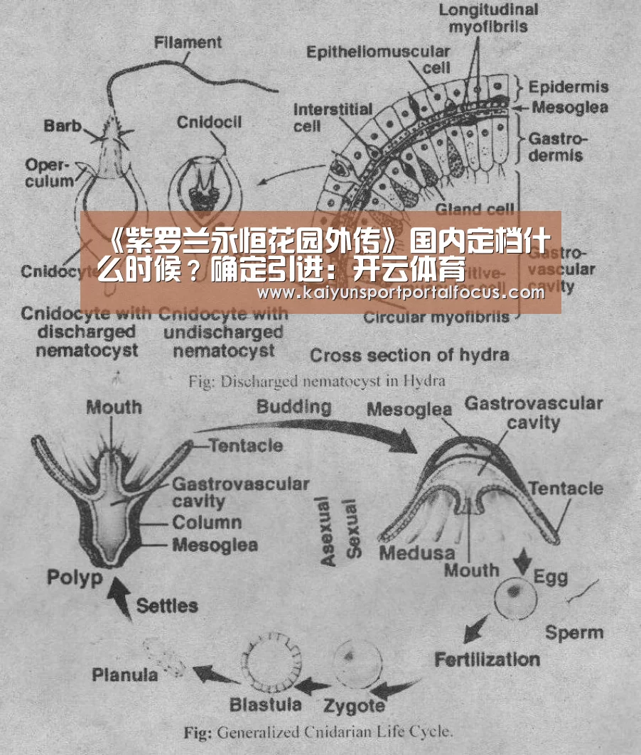 《紫罗兰永恒花园外传》国内定档什么时候?确定引进:开云体育(图2) 开云体育